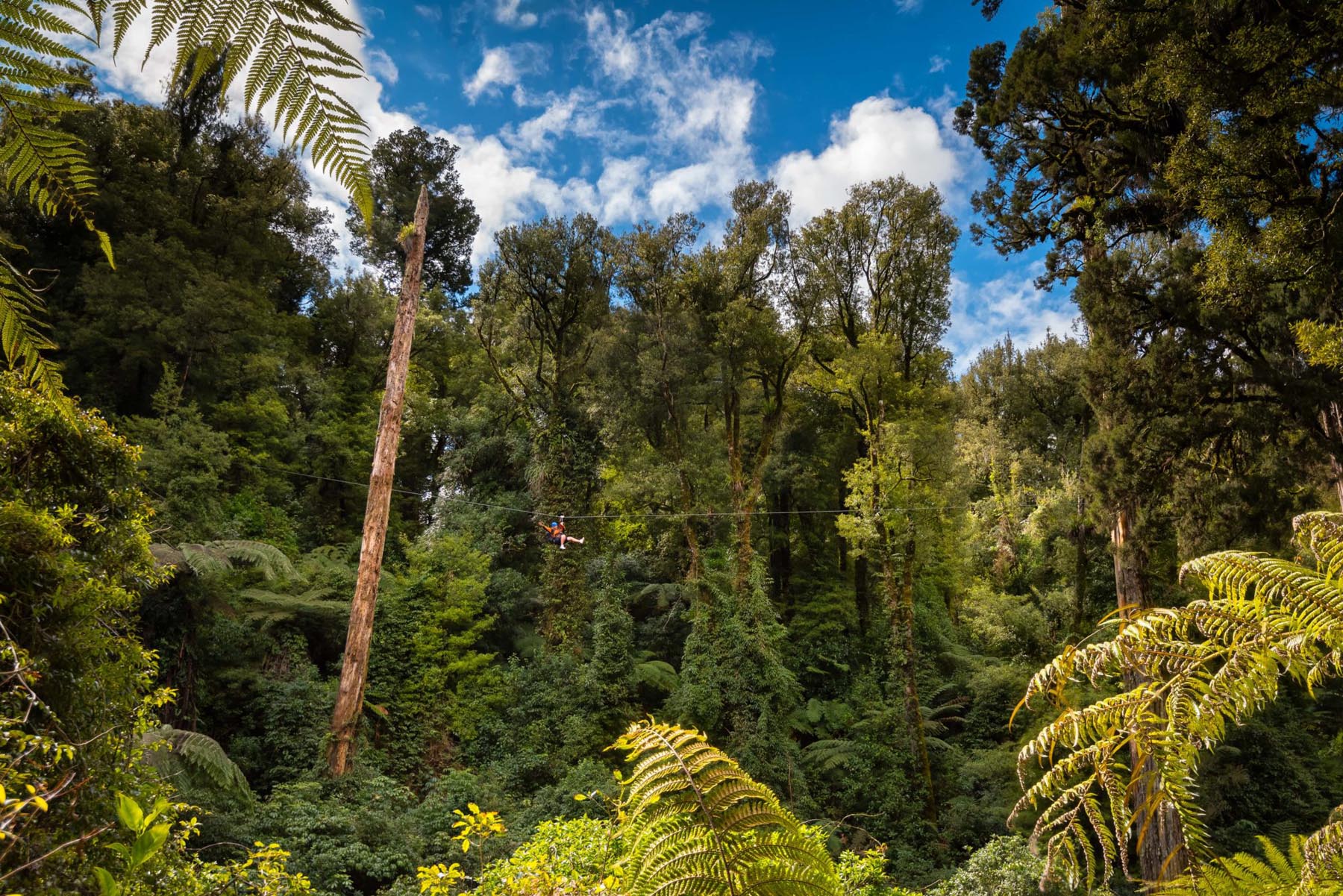 Rotorua-canopy-tours-zipline-adventure