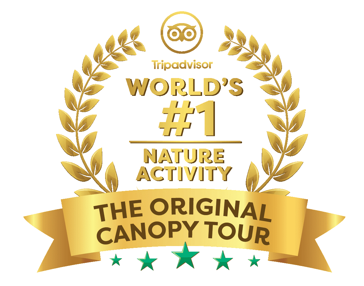 Top 10 Trip Advisor Canopy Tours