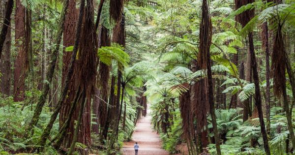 Whakarewarewa Forest walking trails