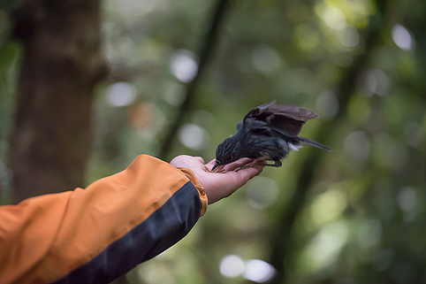 Hand-feeding-robin-in-spring