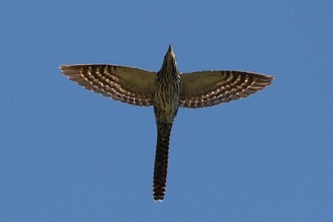 blog-cuckoo-flying-
