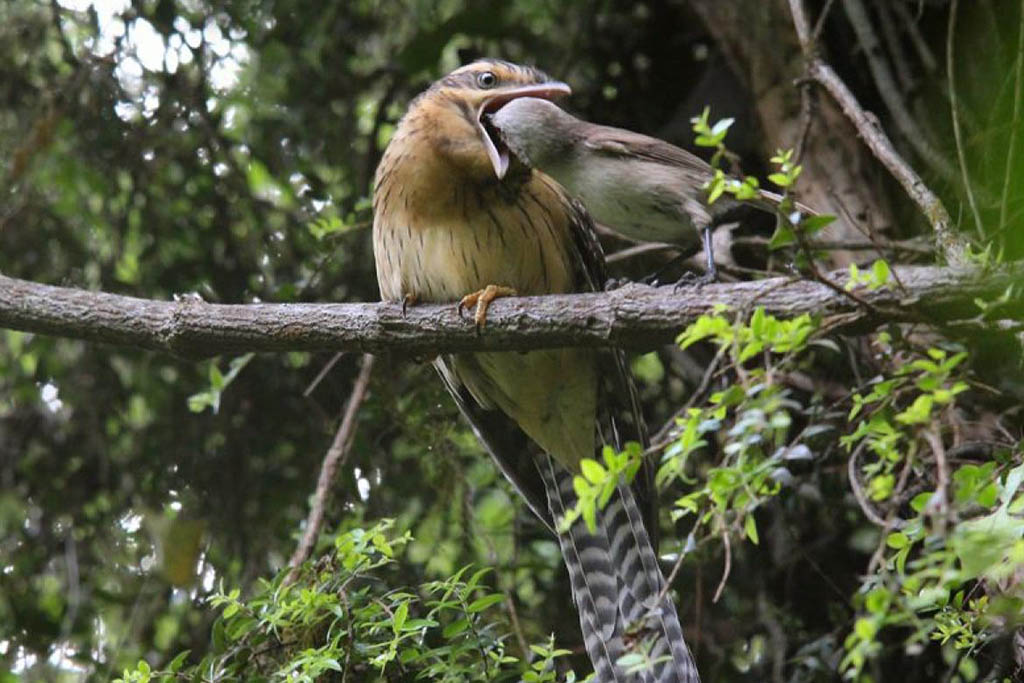 New Zealand native birds-feeding