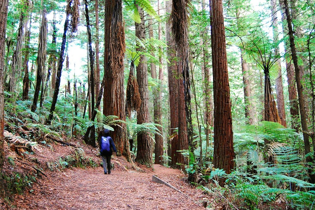 Redwood forest trails free activities in Rotorua
