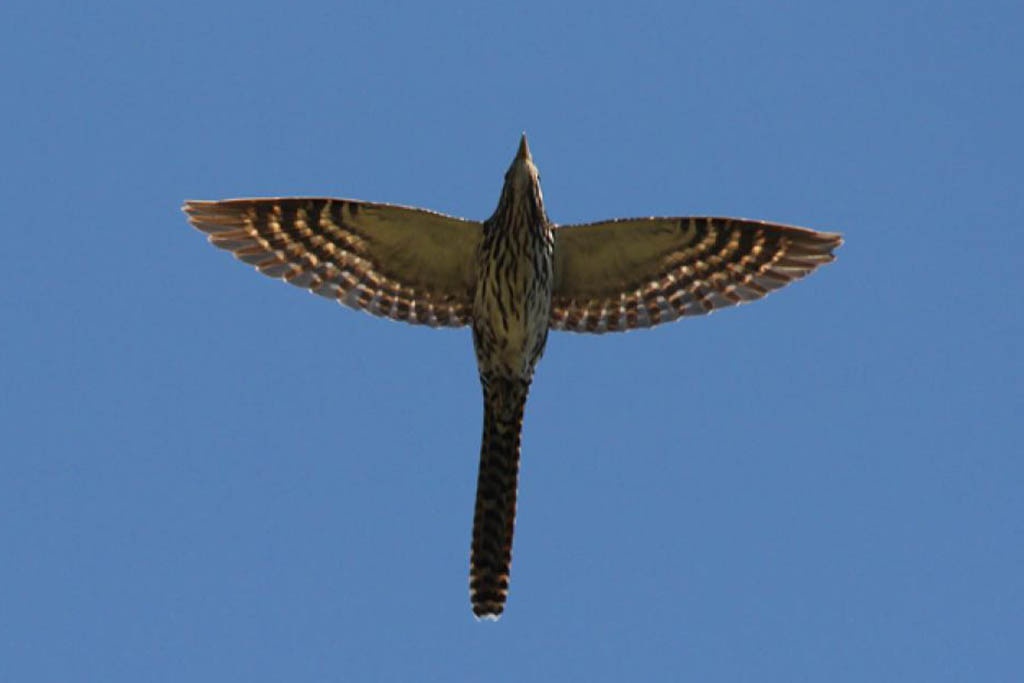 nz-cuckoo-flying-