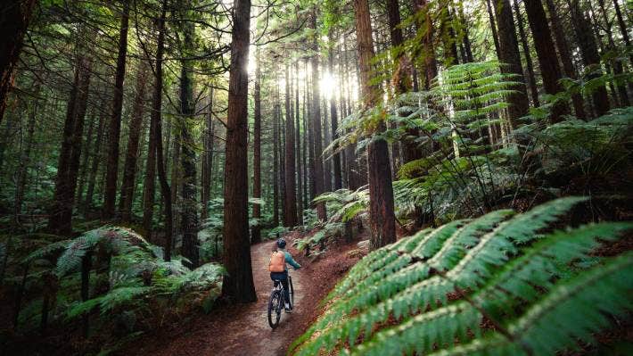 Rotorua forest adventures redwood forest