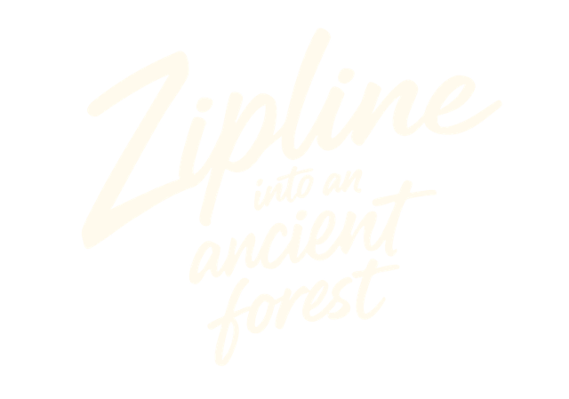 Zipline into an ancient forest